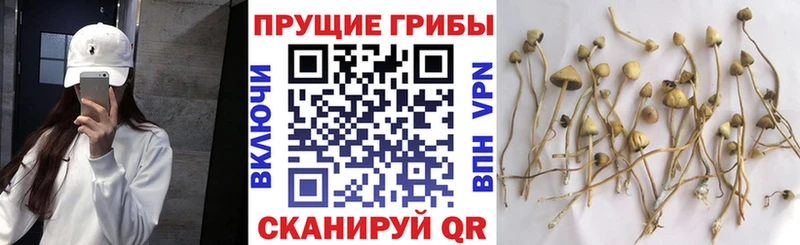 цены   Маркс  Псилоцибиновые грибы прущие грибы 